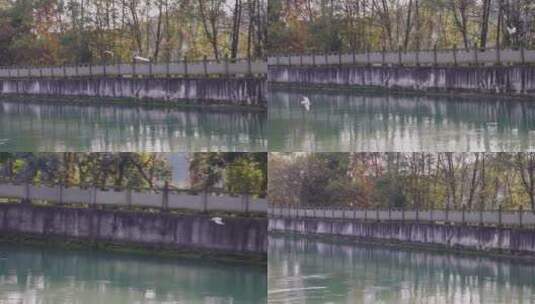 4k升格实拍两三白鹭河水唯美景合集红枫叶高清在线视频素材下载