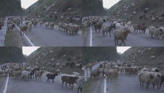 公路上的羊高清在线视频素材下载