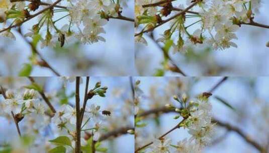 樱桃树开花蜜蜂采蜜高清在线视频素材下载