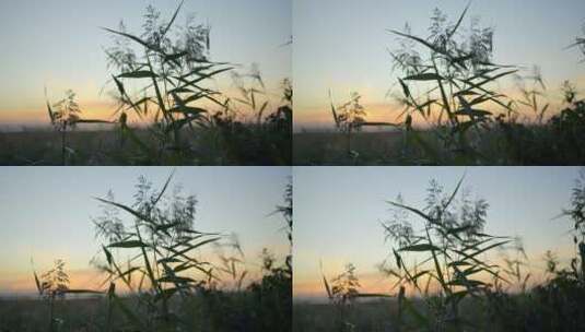 芦苇植物的特写拍摄高清在线视频素材下载
