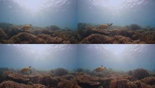 深海里的海龟高清在线视频素材下载