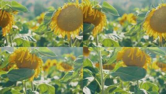 盛开的美丽的向日葵高清在线视频素材下载