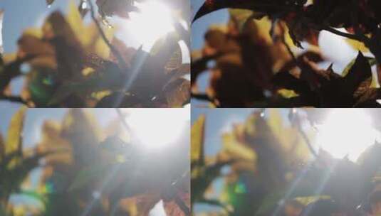 阳光照射叶子高清在线视频素材下载