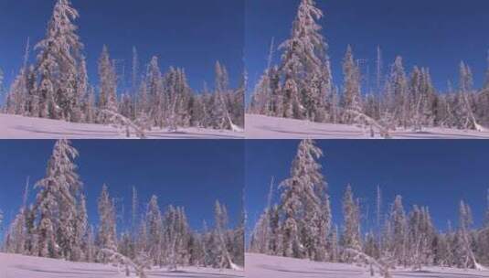 被雪覆盖的植物高清在线视频素材下载