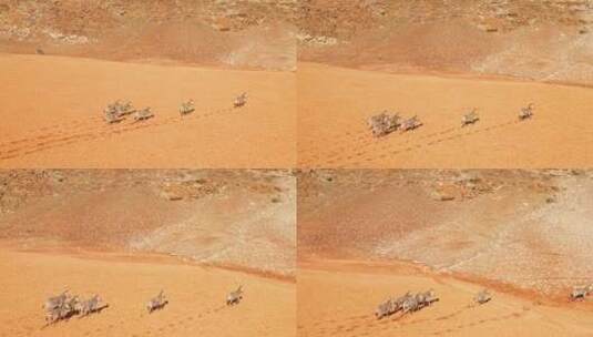 在非洲纳米比亚纳米布沙漠中奔跑的斑马高清在线视频素材下载