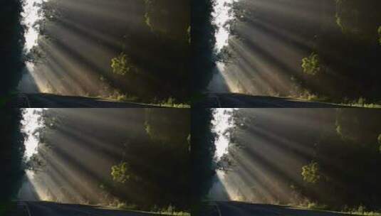 阳光透过树林照耀在公路上高清在线视频素材下载