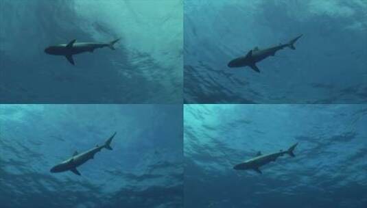 海中的灰礁鲨高清在线视频素材下载