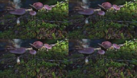 草地上的蘑菇特写视频高清在线视频素材下载