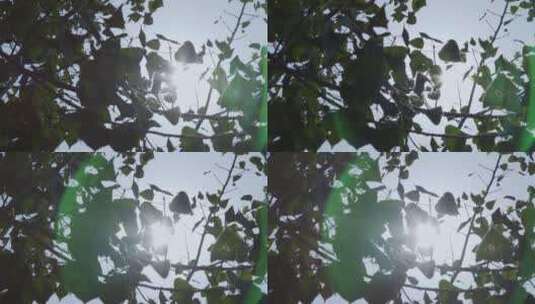 阳光树叶高清在线视频素材下载