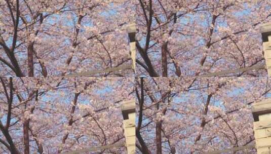 春天蓝天下满树的樱花盛开高清在线视频素材下载