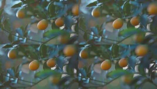 脆蜜金桔视频广西柳州脆蜜金桔果实逆光高清在线视频素材下载