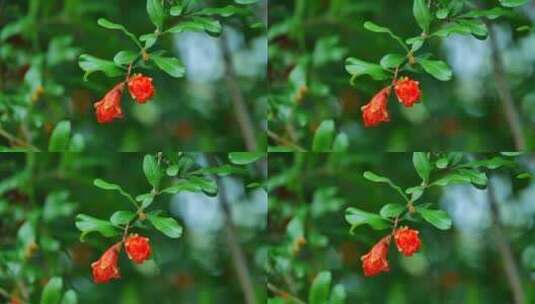 石榴花特写高清在线视频素材下载