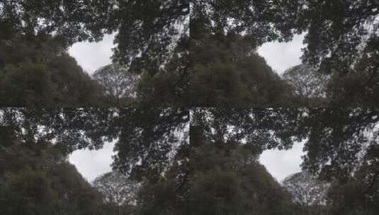 风吹动树高清在线视频素材下载