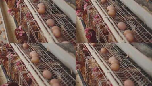 养鸡场新鲜鸡蛋高清在线视频素材下载