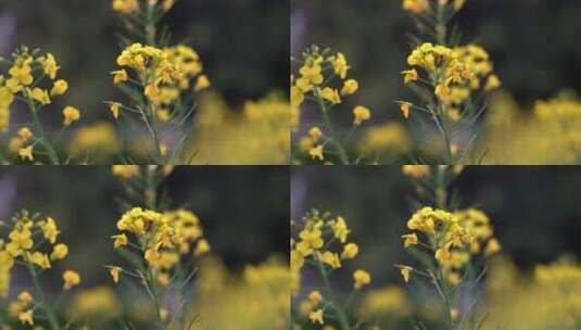 蜜蜂在油菜花上采蜜高清在线视频素材下载