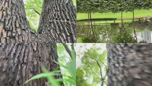樟树纹理高清在线视频素材下载