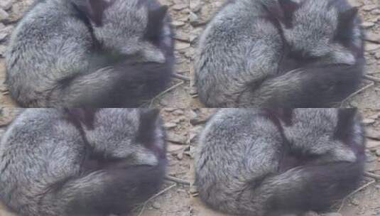 黑色狐狸银狐保护动物高清在线视频素材下载