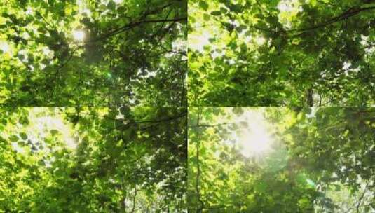 透过绿叶的阳光高清在线视频素材下载