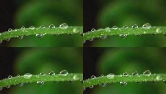 绿色树枝上的雨滴特写高清在线视频素材下载