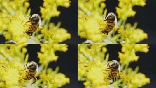 蜜蜂采集花粉高清在线视频素材下载