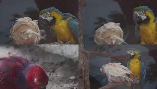 【镜头合集】两只鹦鹉嬉戏鸟类漂亮羽毛高清在线视频素材下载