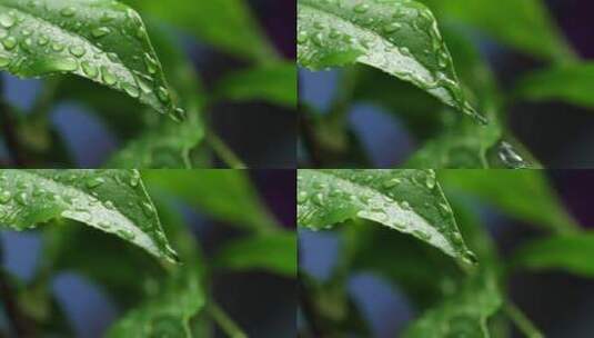 斜风细雨中腊梅树嫩叶上水珠水滴唯美视频高清在线视频素材下载