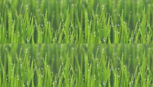夏日秋后成熟的水稻水稻田高清在线视频素材下载