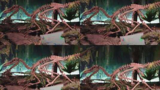 骨架化石恐龙考古高清在线视频素材下载
