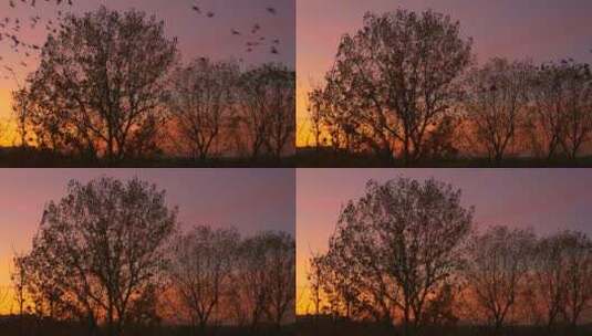 树木和鸟儿在夕阳中的剪影高清在线视频素材下载