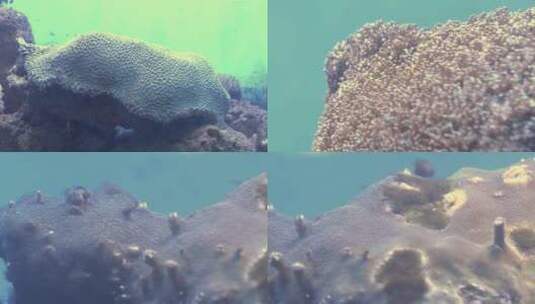海洋生物3高清在线视频素材下载