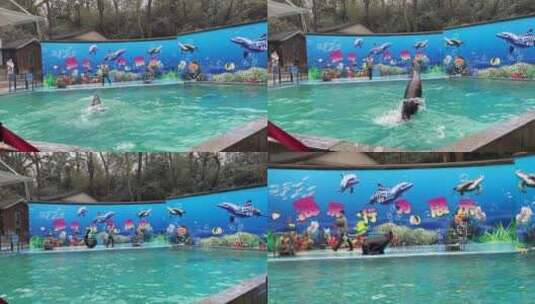 动物园海狮表演高清在线视频素材下载