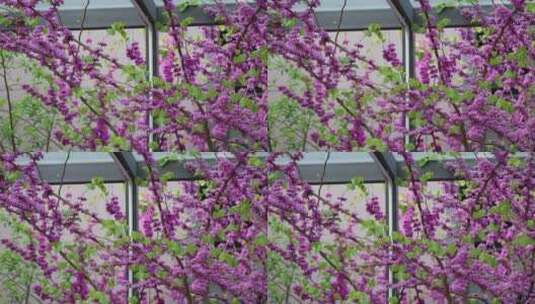 漂亮的紫荆花高清在线视频素材下载