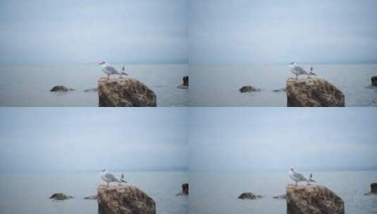 云南滇池的海鸥高清在线视频素材下载