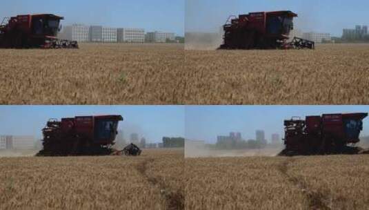 机械收割机小麦收割高清在线视频素材下载
