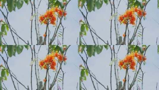 自然风光特写花朵高清在线视频素材下载