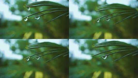 铁树上的晶莹水珠雨滴高清在线视频素材下载