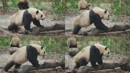 行走散步的大熊猫高清在线视频素材下载