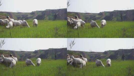 西北养羊人羊群高清在线视频素材下载