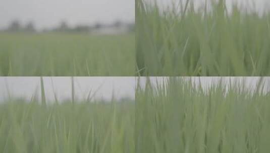 水稻田和水稻高清在线视频素材下载