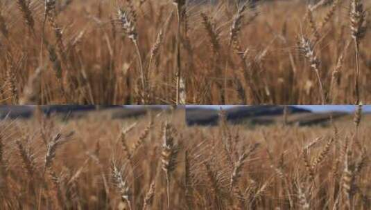 秋天成熟的小麦麦穗特写高清在线视频素材下载