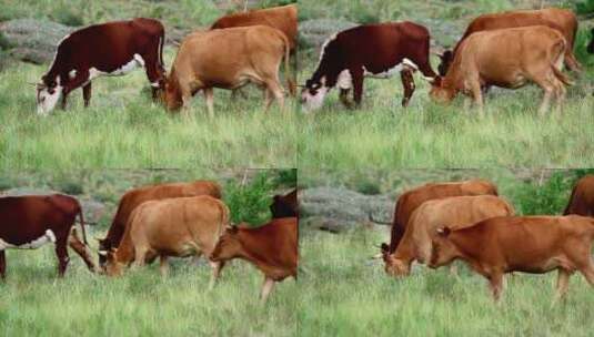 农村的一群奶牛高清在线视频素材下载
