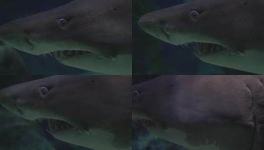水族馆里的鲨鱼高清在线视频素材下载