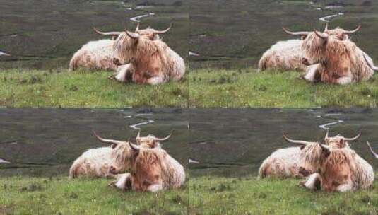 卧在草原上的牦牛高清在线视频素材下载