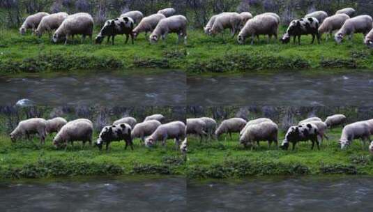 在溪边吃草的野羊高清在线视频素材下载