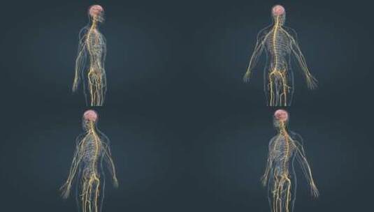 医学人体器官大脑神经系统全息特效三维动画高清在线视频素材下载