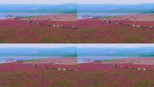 为何你的嘴里总是那一句，风景，花海高清在线视频素材下载