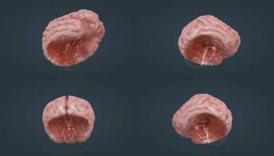 医学动画人体器官大脑中枢神经全息三维动画高清在线视频素材下载