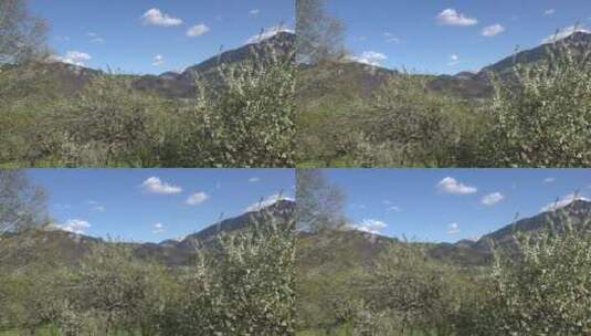 果树上方的山顶放大高清在线视频素材下载