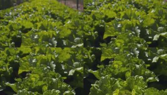 大白菜菜地种植农业生产高清在线视频素材下载