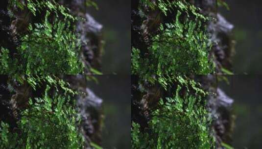 原始森林树叶草植物下雨水滴高清在线视频素材下载